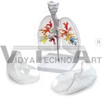 CT bronchial tree with larynx and transparent lungs